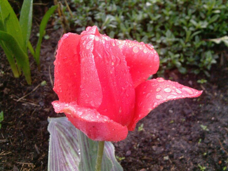 Tulipany-2014 - Zdjęcia-0026.jpg