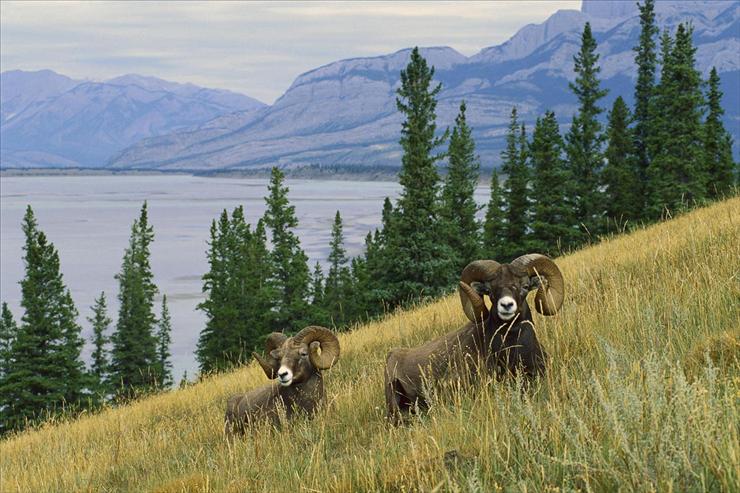 Webshots Collections - Bighorn Sheep, North America  Raycroft - Minden.jpg