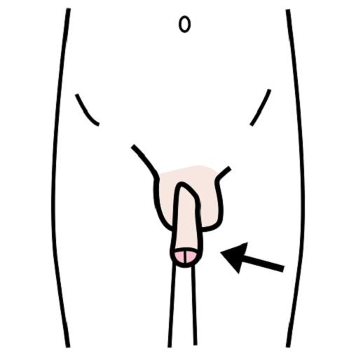 Orientacja w schemacie ciała - penis.JPG