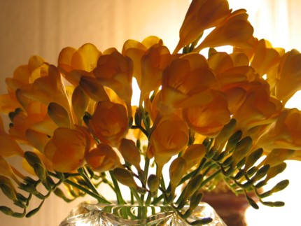 Galeria bukietów kwiatowych - Frezja rdzawa.jpg