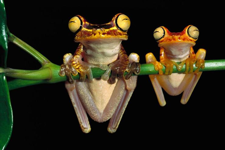 Webshots Collections - Chachi Tree Frogs  Oxford - Minden.jpg