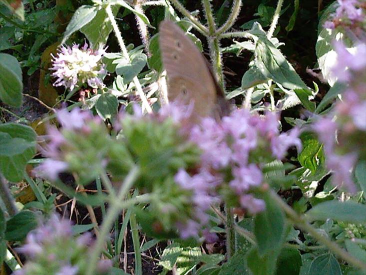 Motyle na kwiatach - Zdjęcia-0003.jpg