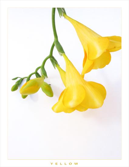 Kwiaty - Yellow_by_Nutsh3ll.jpg