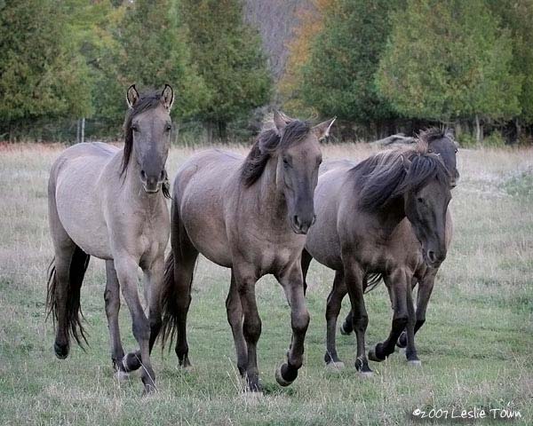 konie - Sorraia-Herd.jpg