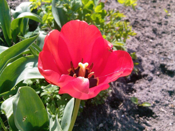 Tulipany-2014 - Zdjęcia-0034.jpg