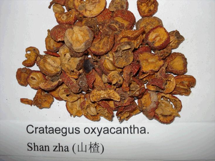 CHIŃSKIE - Crataegus oxyacantha - Shan zha.gif