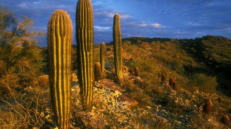 tapety na kompa - Saguaro Cacti, South Mountain Park, Phoenix, Arizona.jpg