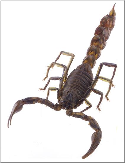 pająki i skorpiony - Skorpion Crassoctonius-Irak.jpg
