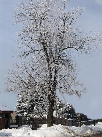 Drzewa i krzewy - Zimowe impresje 32.jpg