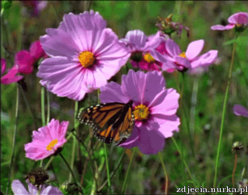 Kwiaty - i143.photobucket.com-albums-r140-momoftobus-butterfly-2evsrcm.gif