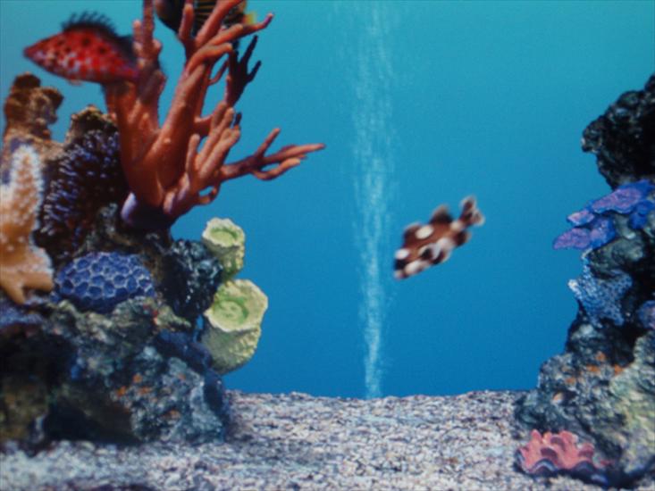 Akwarium koralowe i egzotyczne rybki na zdjęciach - 2009-09-16_01-43-37_P9163931.JPG