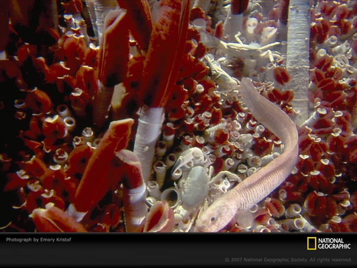 Podwodny świat - deep-sea-tubeworms-744560-sw.jpg