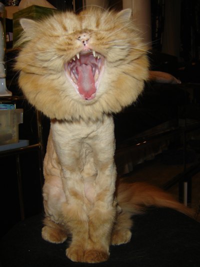 kotki - cat-or-lion-img.jpg