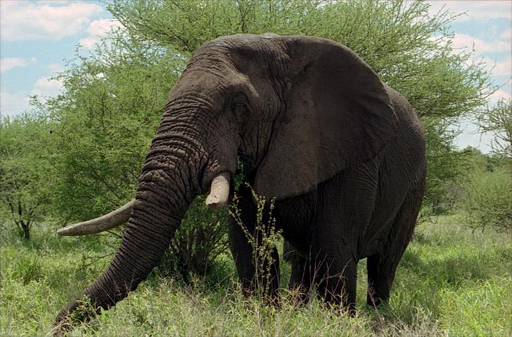 Słonie - 240.jpg