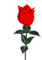 kwiaty - rose02.gif