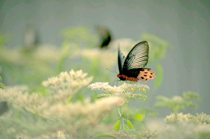 Motyle - Motyl.jpg