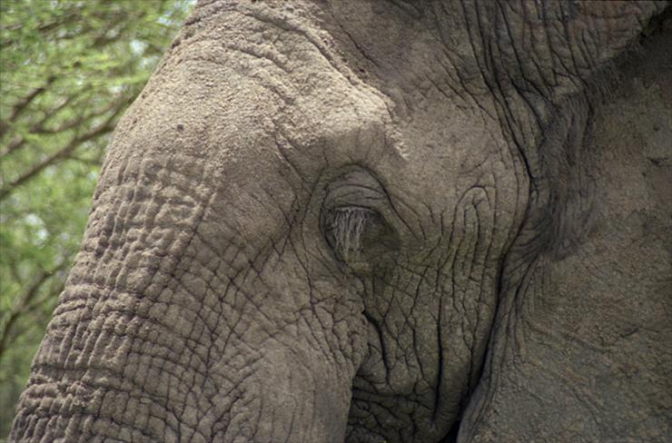 Słonie - 235.jpg