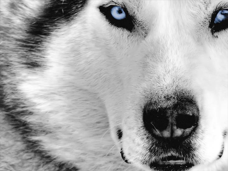 Zwierzęta - Mystic_Wolf_1600-x-1200.jpg