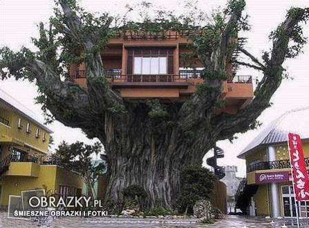 Tak też można mieszkać - domek-na-drzewie-364-OBRAZKY.PL.jpg