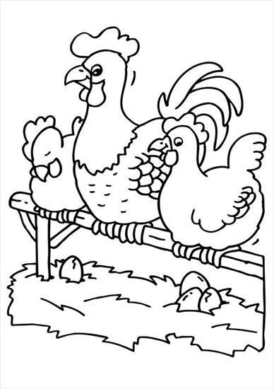 wieś, gospodarstwo - rooster-and-hens-6783.jpg