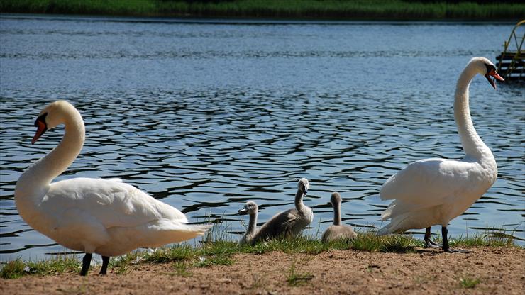 Łabędzia rodzinka-2013r - DSC_3651a.jpg