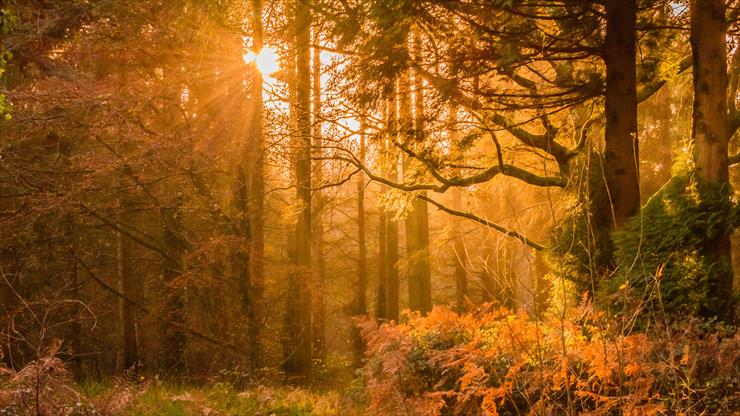 96 Photos and Wallpapers HD - yellow-sunset-rays-in-forest-sb-3840x2160.jpg