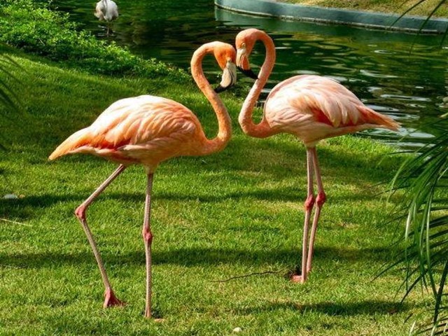 flamingi - flamingi.jpg