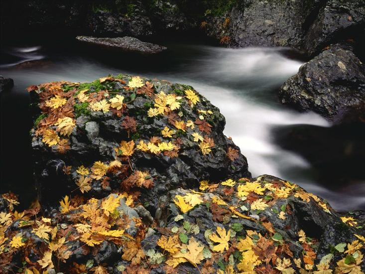 Widoki - Autumn Leaf Covered Rock, Elk River, Oregon.jpg