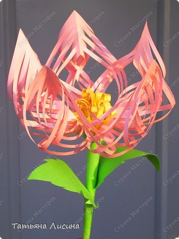 Kwiaty - tulipan wyc.jpg