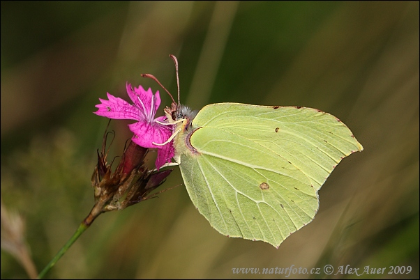 motyl-zlozone skrzydla - brimstone-butterfly-xxximg_4384mw.jpg