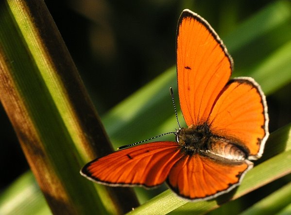 MAKROFOTO  MOTYLE - Czerwończyk Nieparek Lycaena Dispar.jpg